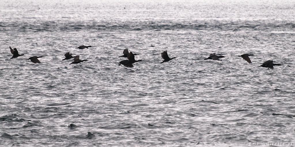 ENE-20090428-0027.jpg - [nl] Aalscholvers ( Phalacrocorax carbo  | Lofoten, Noorwegen[en ] Great Cormorants ( Phalacrocorax carbo ) | Lofoten, Norway